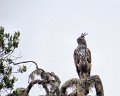 G (32) Crested Hawk-eagle - Yala NP
